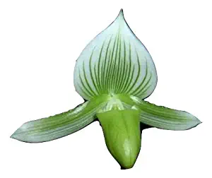 Best lawn mower for beginners