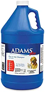 Best flea control carpet powder