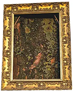 Wide Ornate Rococo Gold Frame with a Vintage Feel for Pictures, Photos, Posters or Mirrors. For Gallery Walls,Tabletop Displays, Signs, Baby Showers Wedding Seating Plans Muse 24